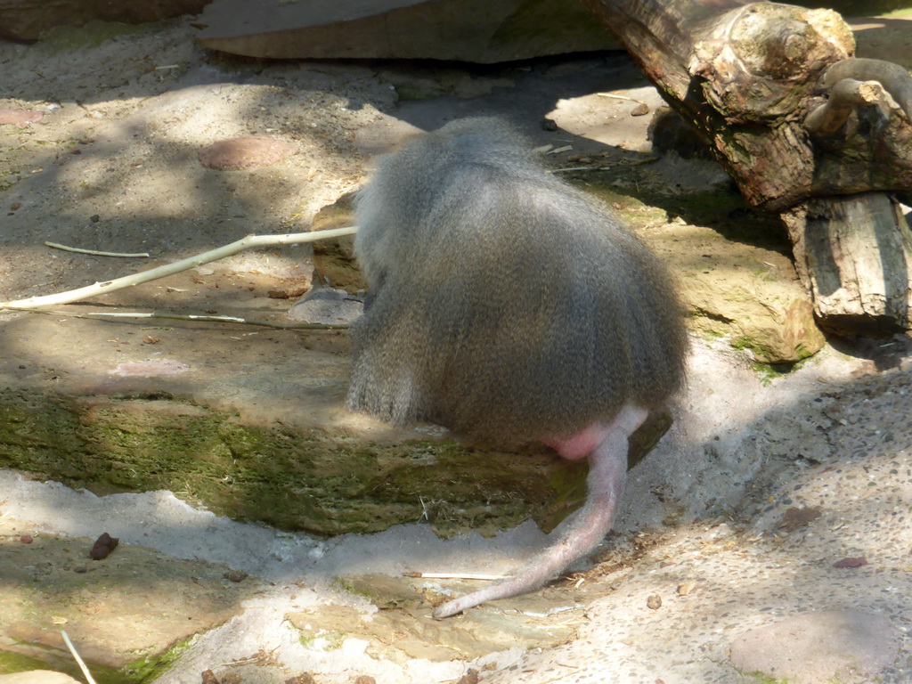 Hamadryas Baboon at the Antwerp Zoo