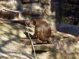 Hamadryas Baboon at the Antwerp Zoo