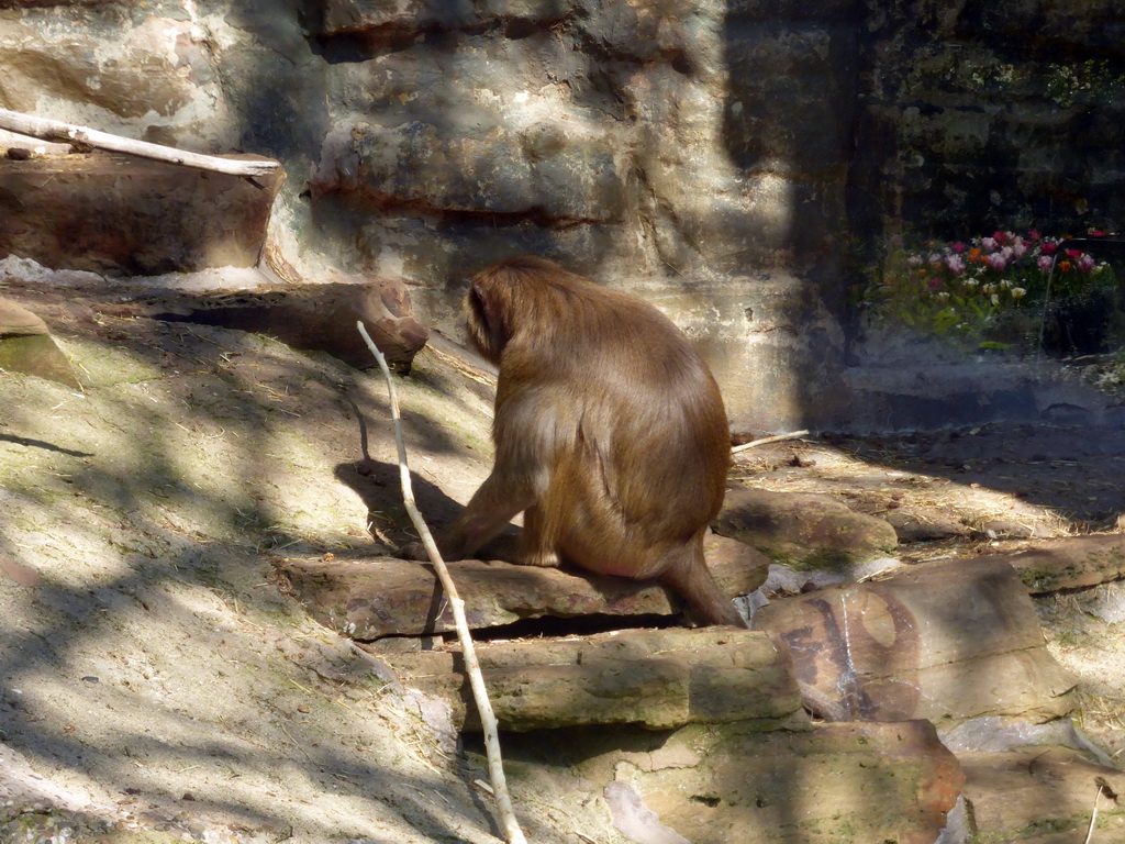 Hamadryas Baboon at the Antwerp Zoo