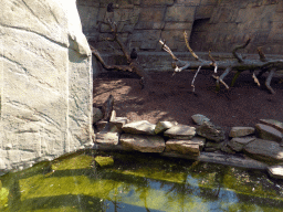 Hamadryas Baboons at the Antwerp Zoo