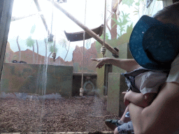 Miaomiao and Max with a Siamang at the Monkey Building at the Antwerp Zoo