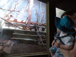 Tim and Max with a Collared Anteater at the Monkey Building at the Antwerp Zoo