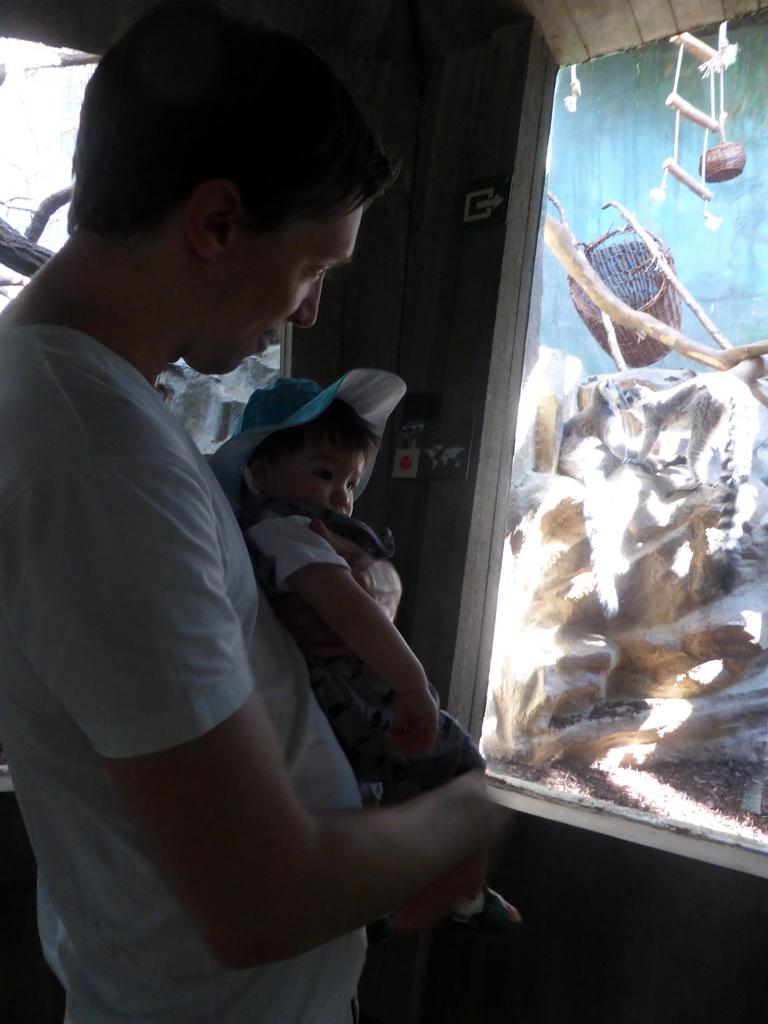 Tim and Max with Ring-tailed Lemurs at the Monkey Building at the Antwerp Zoo