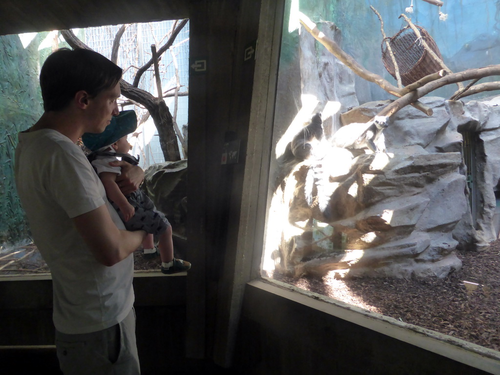 Tim and Max with Ring-tailed Lemurs at the Monkey Building at the Antwerp Zoo