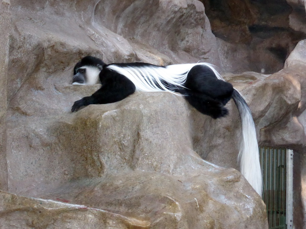 Black-and-white Colobus at the Monkey Building at the Antwerp Zoo