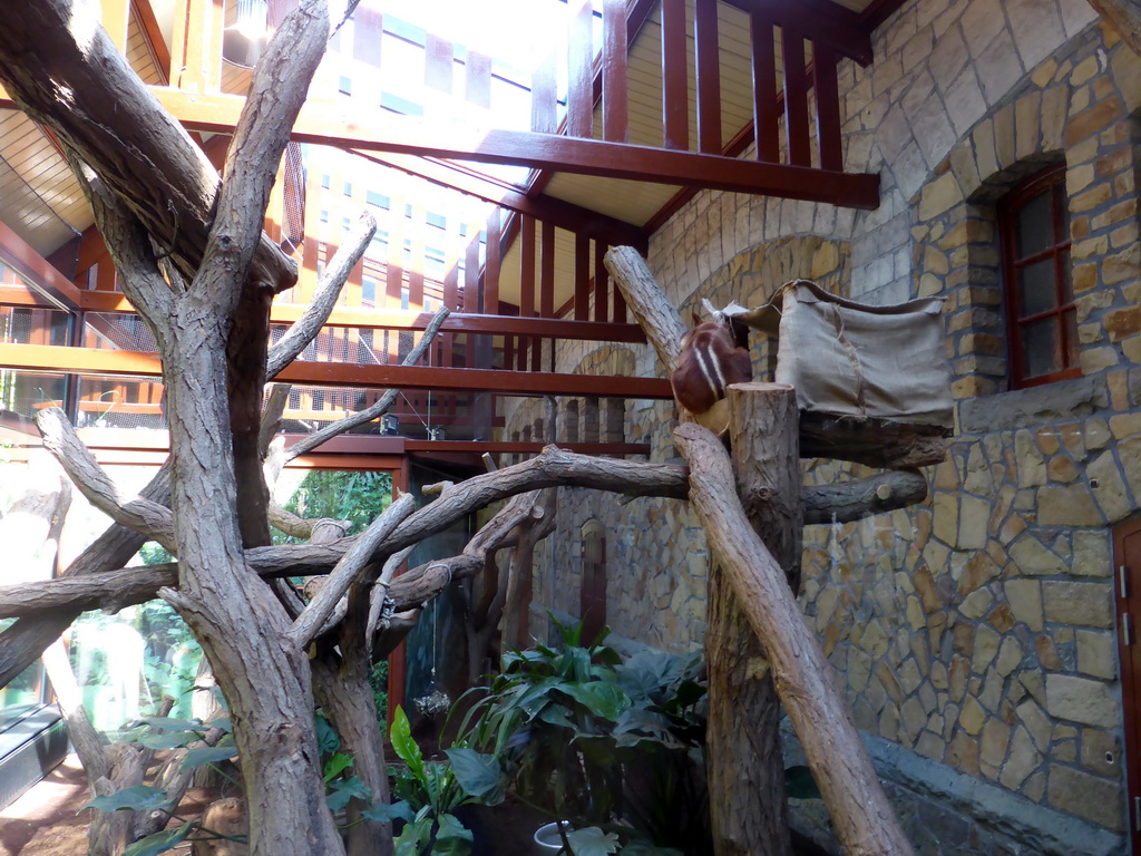 Goodfellow`s Tree-Kangaroo at the Antwerp Zoo