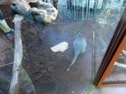 Wallaby at the Antwerp Zoo