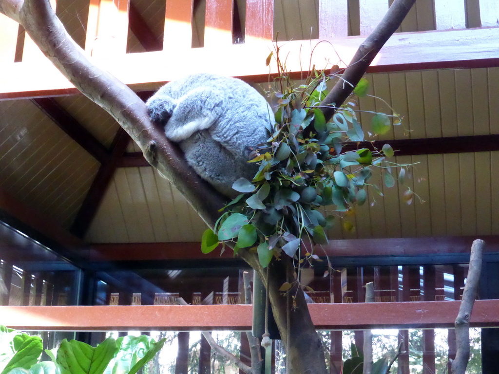 Queensland Koala at the Antwerp Zoo