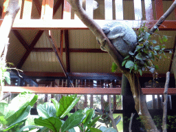 Queensland Koala at the Antwerp Zoo