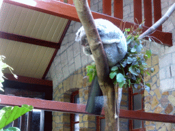 Queensland Koala at the Antwerp Zoo