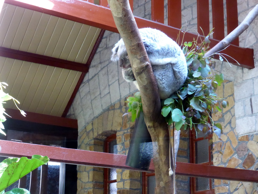 Queensland Koala at the Antwerp Zoo