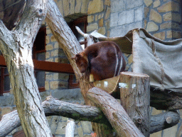 Goodfellow`s Tree-Kangaroo at the Antwerp Zoo