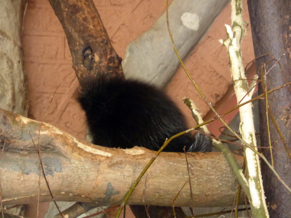 North American Porcupine at the Antwerp Zoo