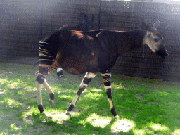Okapis at the Moorish Temple at the Antwerp Zoo