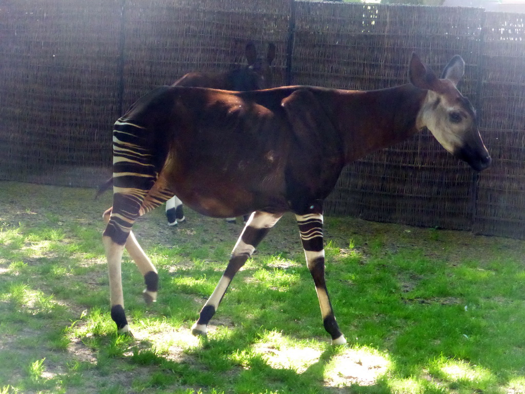 Okapis at the Moorish Temple at the Antwerp Zoo