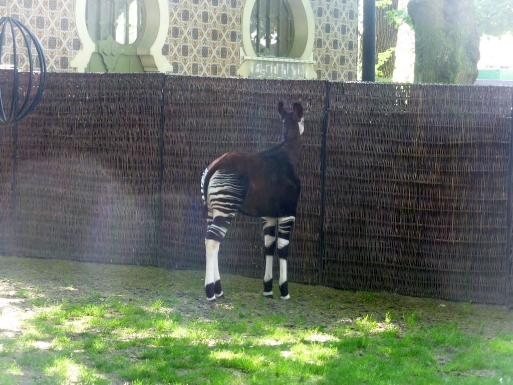Okapi at the Moorish Temple at the Antwerp Zoo