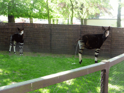 Okapis at the Moorish Temple at the Antwerp Zoo