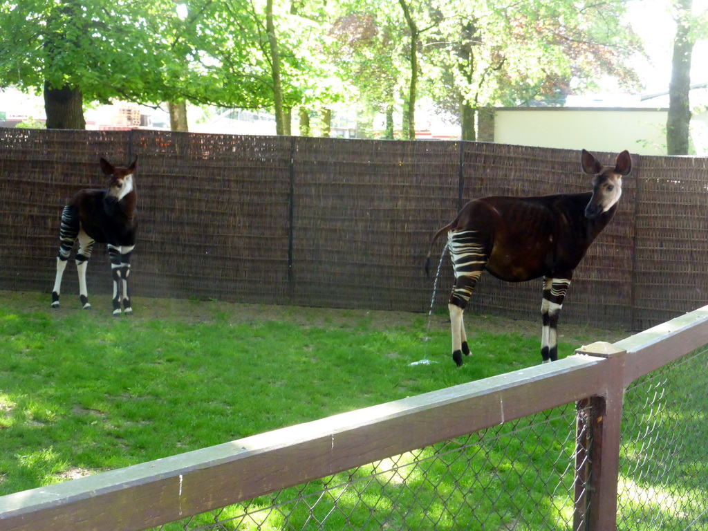 Okapis at the Moorish Temple at the Antwerp Zoo