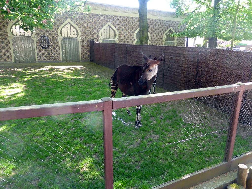 Okapis at the Moorish Temple at the Antwerp Zoo