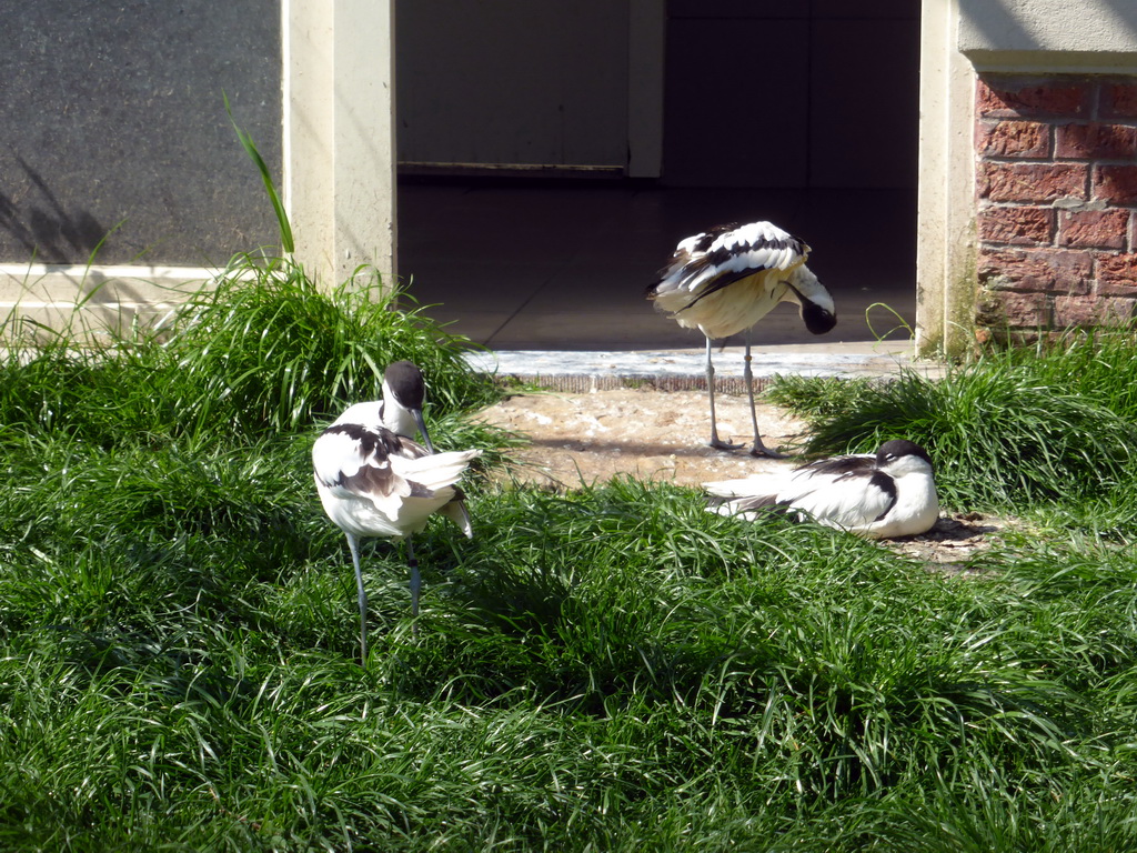 Black-winged Stilts at the Bird Building at the Antwerp Zoo