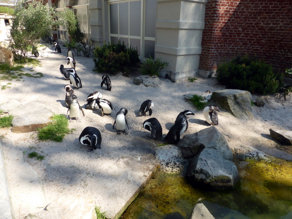 African Penguins at the Rotunda Building at the Antwerp Zoo