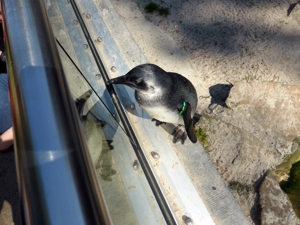 African Penguin at the Rotunda Building at the Antwerp Zoo