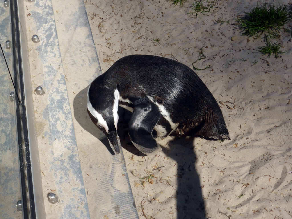 African Penguin at the Rotunda Building at the Antwerp Zoo