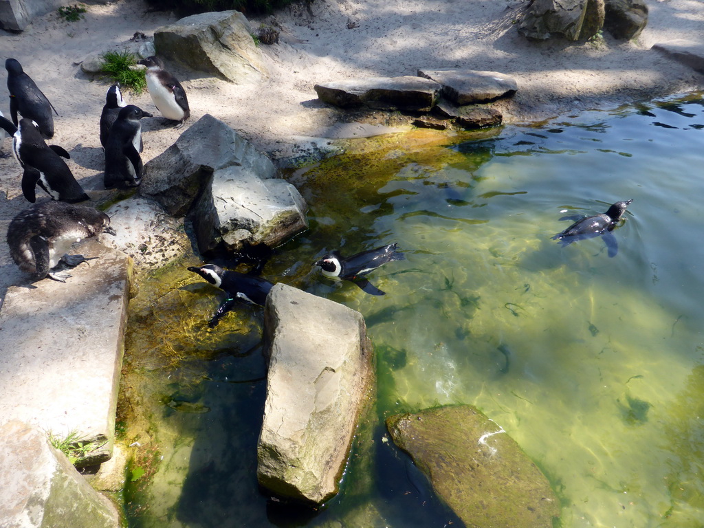 African Penguins at the Rotunda Building at the Antwerp Zoo