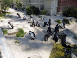 African Penguins at the Rotunda Building at the Antwerp Zoo