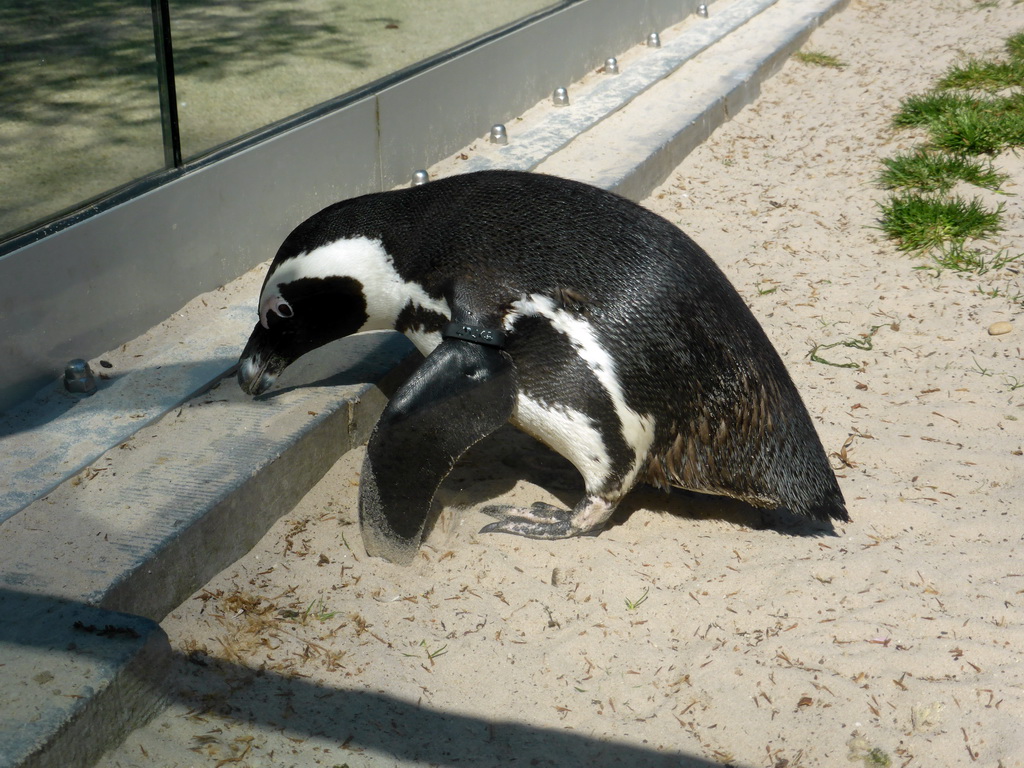 African Penguin at the Rotunda Building at the Antwerp Zoo