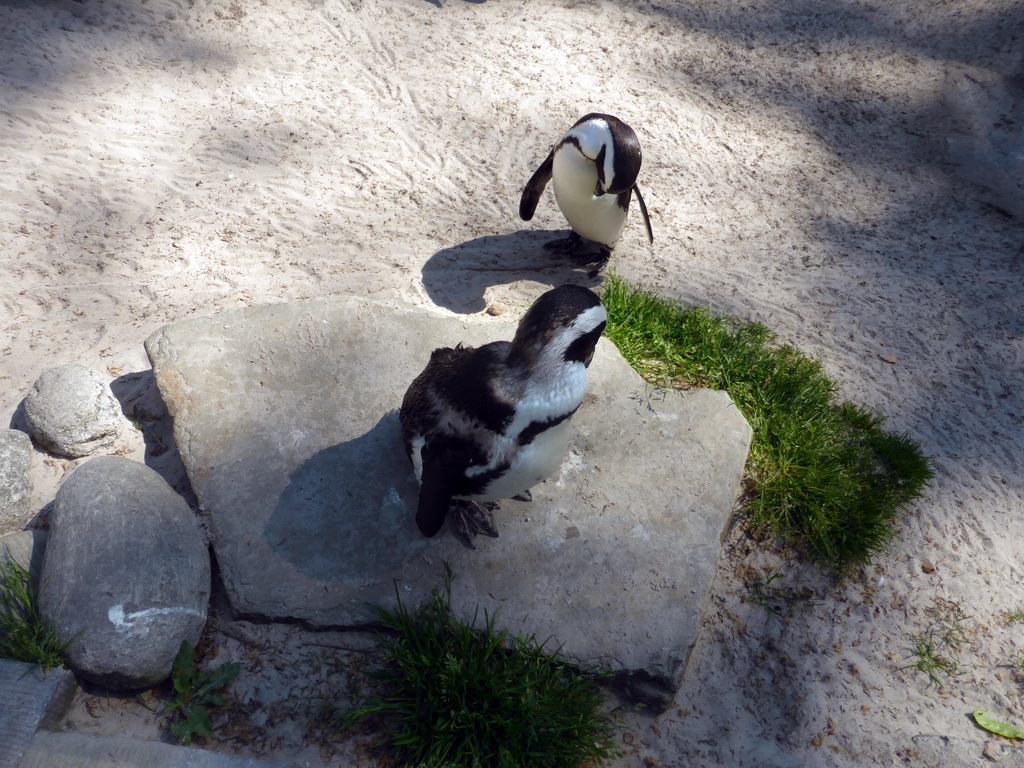 African Penguins at the Rotunda Building at the Antwerp Zoo