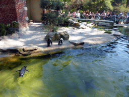 African Penguins at the Rotunda Building at the Antwerp Zoo