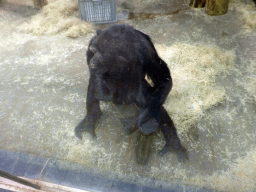 Chimpanzee at the Primate Building at the Antwerp Zoo