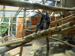 Chimpanzee at the Primate Building at the Antwerp Zoo