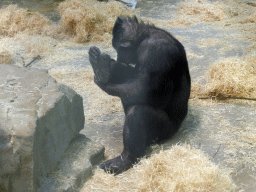 antwerp_4_055 - 372 kb - 1024x768 - Gorilla at the Primate Building at the Antwerp Zoo Gorilla at the Primate Building at the Antwerp Zoo