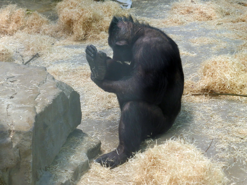 Gorilla at the Primate Building at the Antwerp Zoo