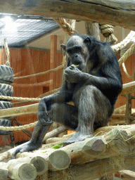antwerp_4_056 - 325 kb - 768x1024 - Chimpanzee at the Primate Building at the Antwerp Zoo Chimpanzee at the Primate Building at the Antwerp Zoo