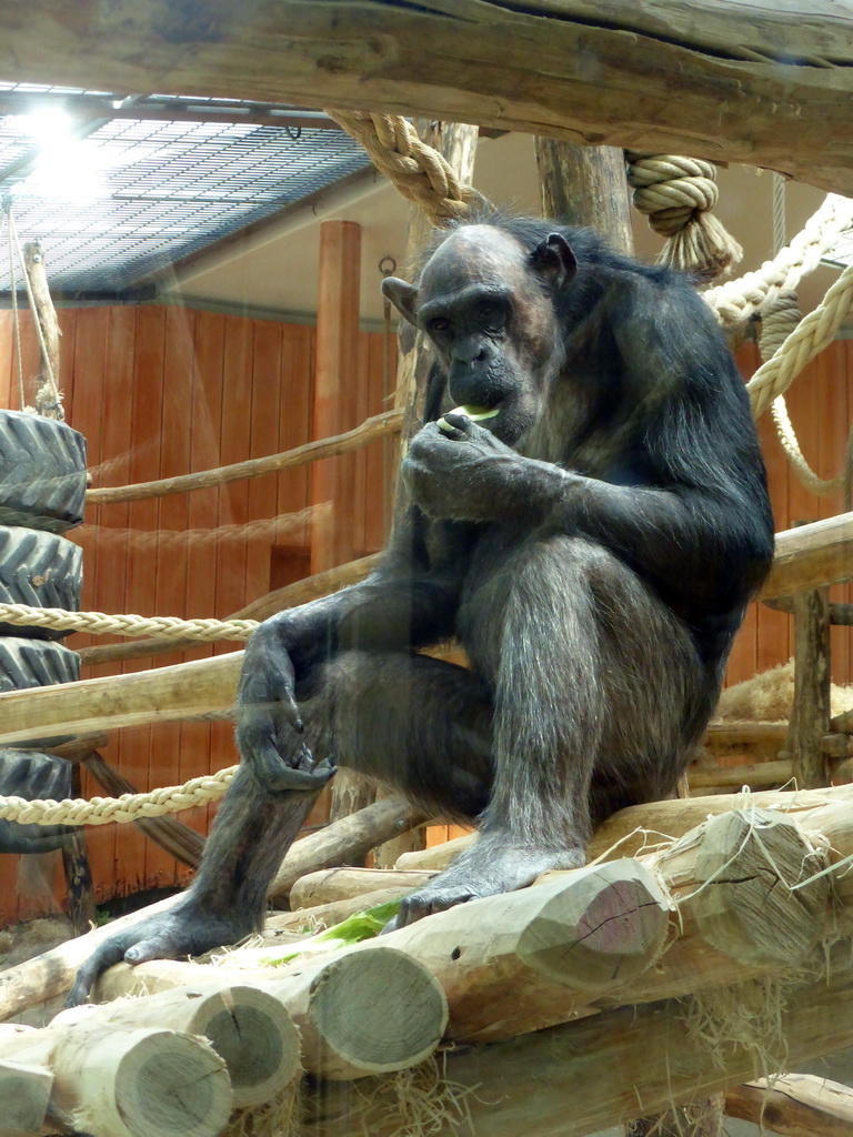 Chimpanzee at the Primate Building at the Antwerp Zoo