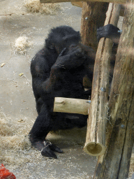 Chimpanzee at the Primate Building at the Antwerp Zoo