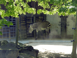 Zebra at the Bovine Building at the Antwerp Zoo