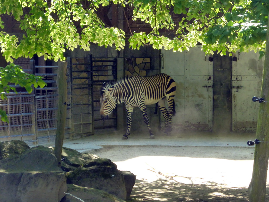 Zebra at the Bovine Building at the Antwerp Zoo