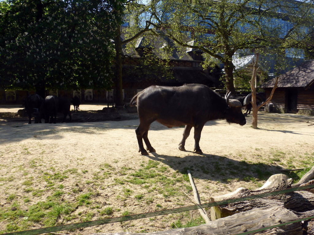African Buffalos at the Bovine Building at the Antwerp Zoo
