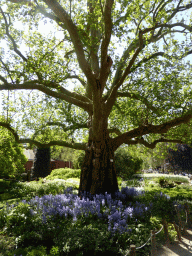 Tree and blue flowers at the Antwerp Zoo