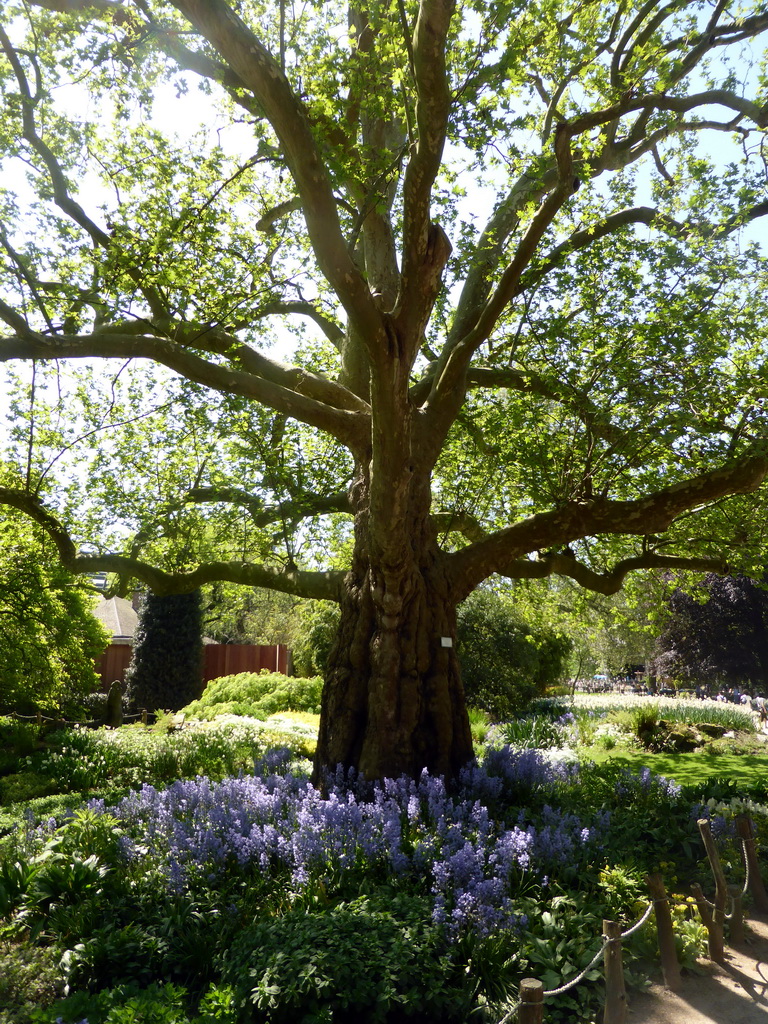 Tree and blue flowers at the Antwerp Zoo