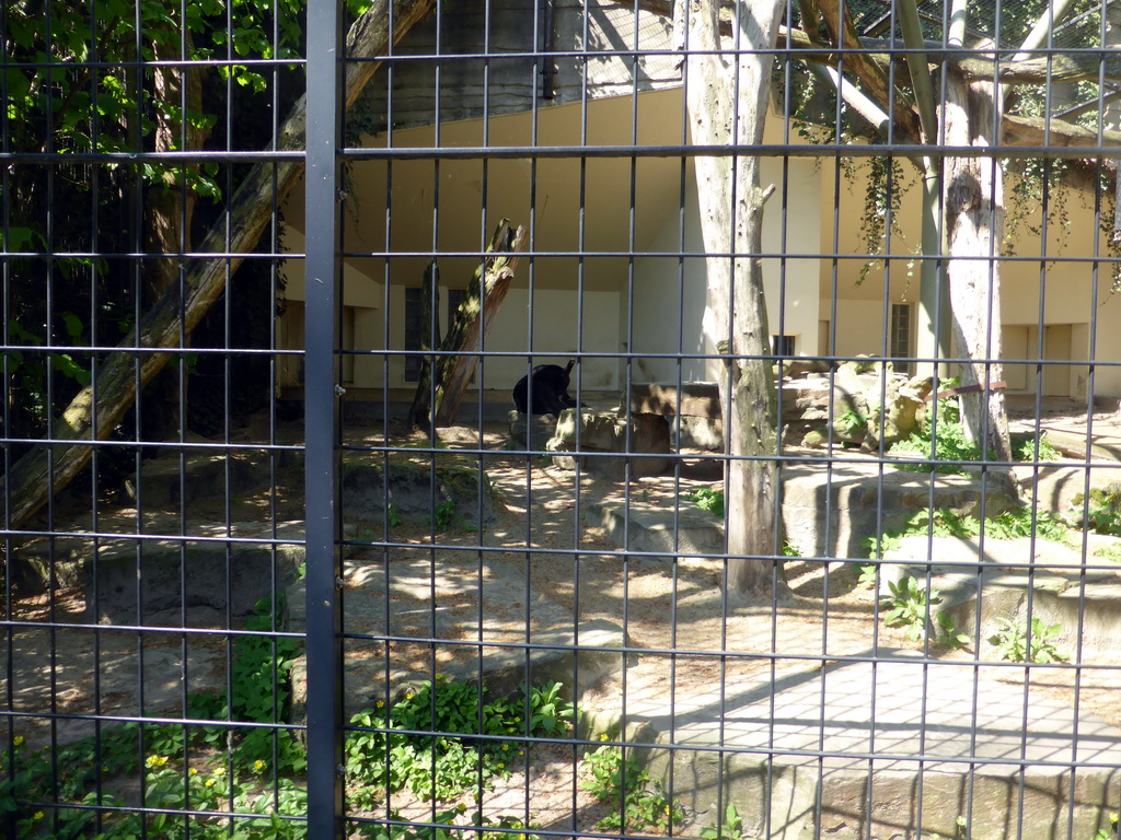 Jaguar at the Antwerp Zoo