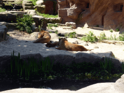 Lions at the Lion Park at the Antwerp Zoo