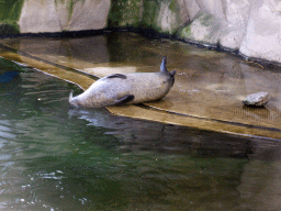 Harbor Seal at the Antwerp Zoo