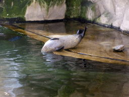Harbor Seal at the Antwerp Zoo