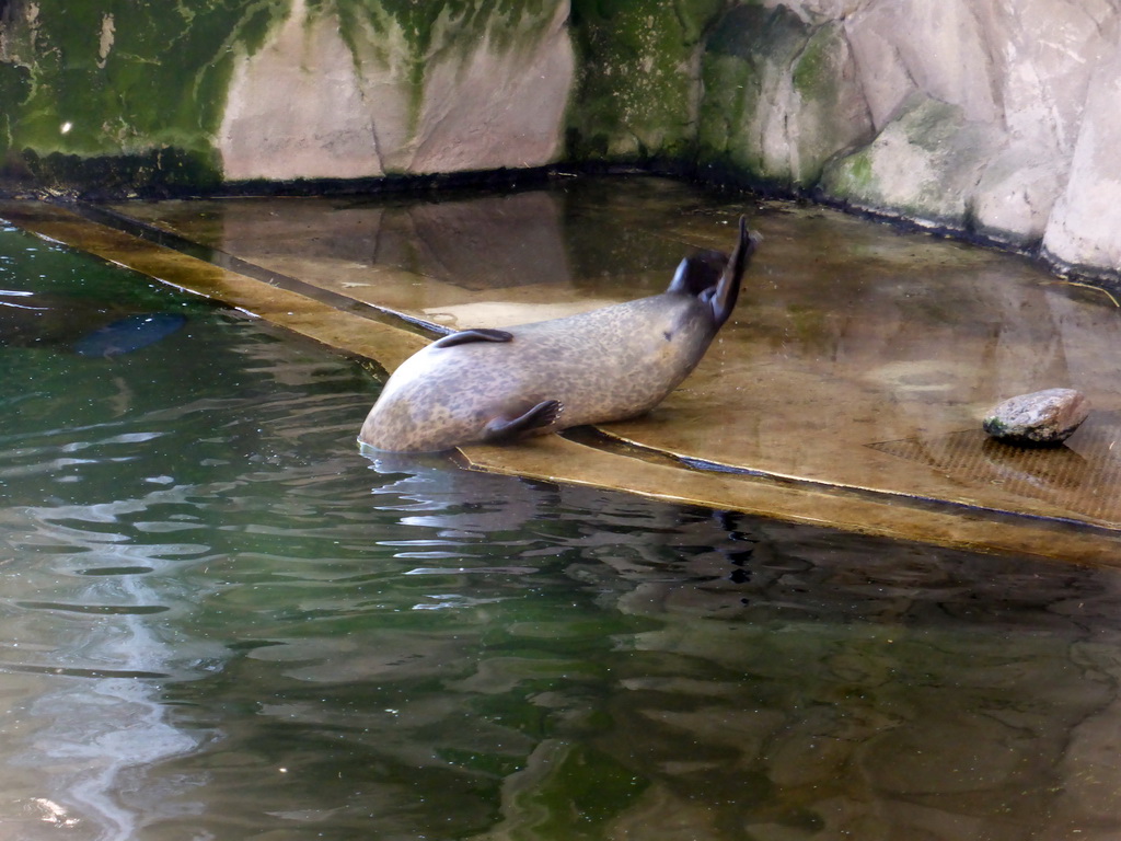 Harbor Seal at the Antwerp Zoo