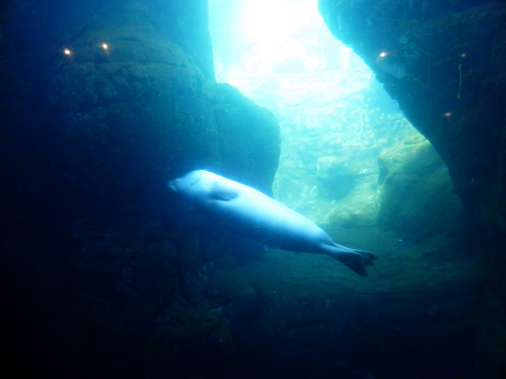 Harbor Seal under water at the Vriesland building at the Antwerp Zoo